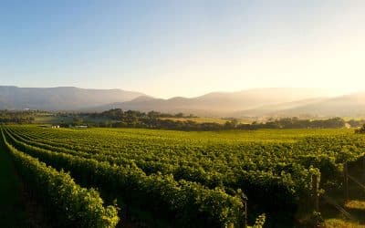 Explore the Beauty of Yarra Valley Winery In the Best Season
