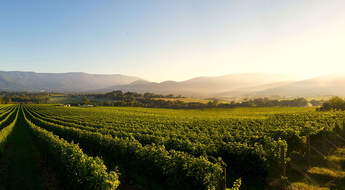 Yarra Valley Winery
